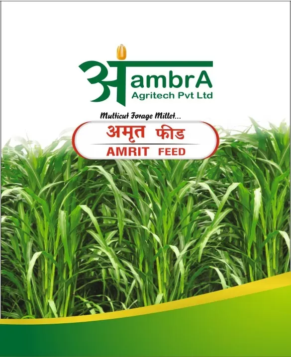 Amrit Feed