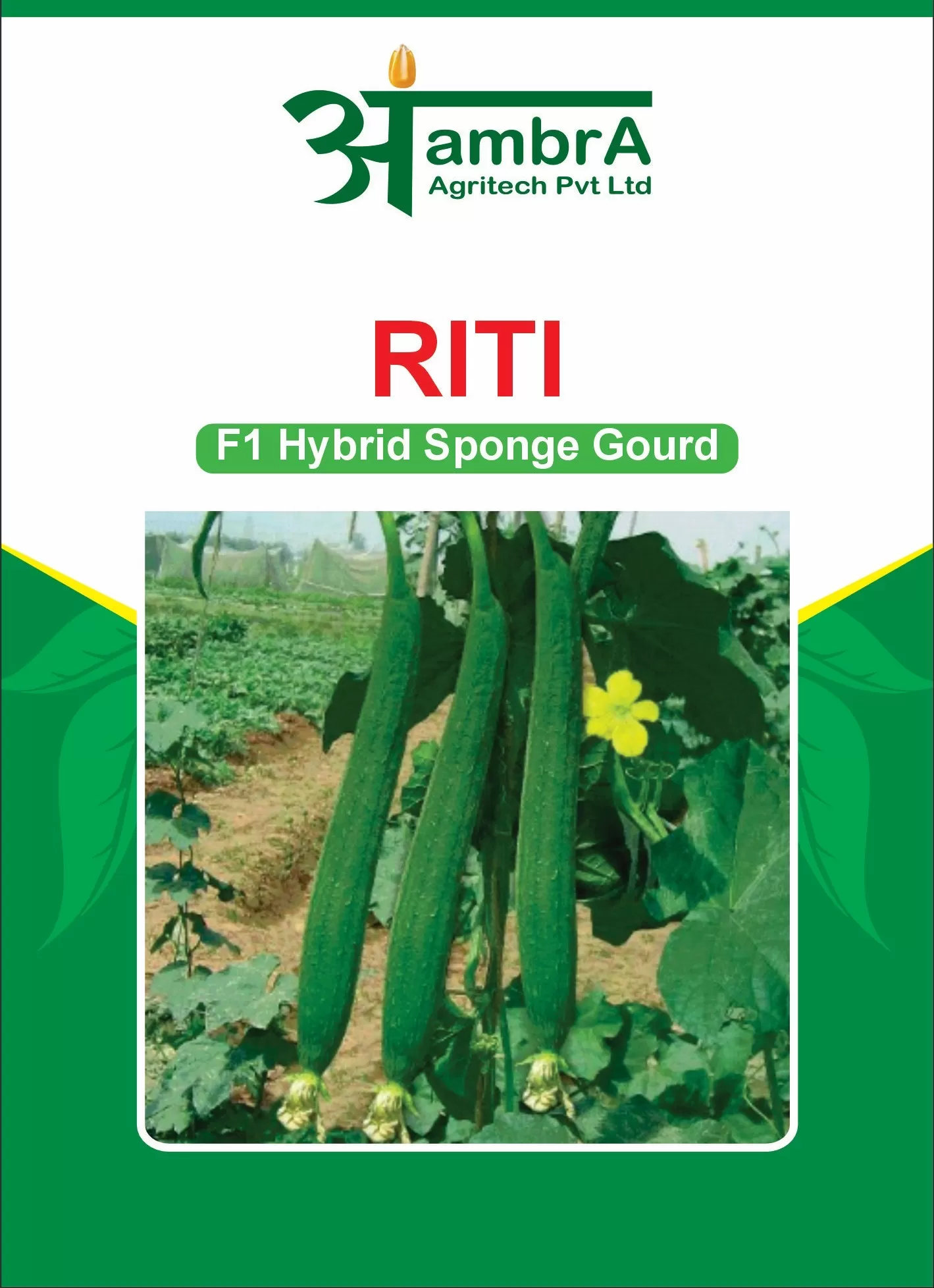 Riti - F1 Sponge Gourd